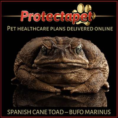 The ugly fat cane toad that resides in Spain - the Spanish cane toad.